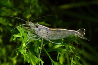 Crevette d'amano (Caridina Multidentata) 