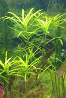 rotala sp green