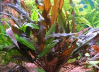 Cryptocoryne Wendtii